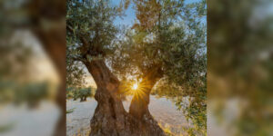 Direnişin Ölümsüzlüğü: Kadın Temsili Üzerinden Zeytin