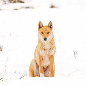 ÇİFTE ÖLÜM (Double Death), Deborah Bird Rose (New South Wales Üniversitesi)